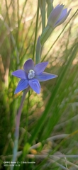 Thelymitra graminea