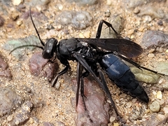 Entomobora