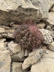 Hamatocactus hamatacanthus hamatacanthus