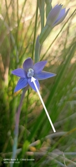 Thelymitra graminea