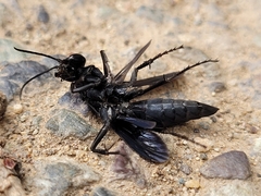 Entomobora