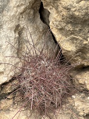Hamatocactus hamatacanthus hamatacanthus