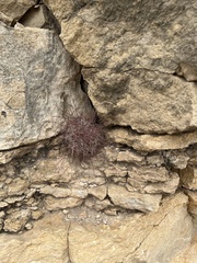 Hamatocactus hamatacanthus hamatacanthus