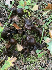 Pseudoclitocybe cyathiformis