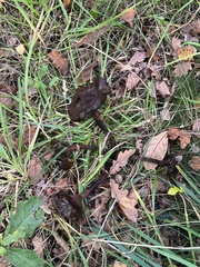 Pseudoclitocybe cyathiformis