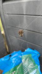 Araneus diadematus