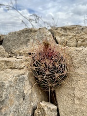 Hamatocactus hamatacanthus hamatacanthus