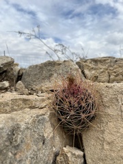Hamatocactus hamatacanthus hamatacanthus