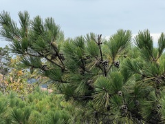 Pinus koraiensis