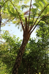 Sphaeropteris lepifera