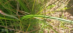 Thelymitra graminea