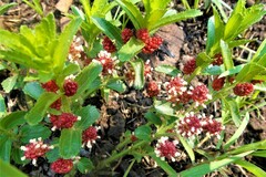 Acalypha