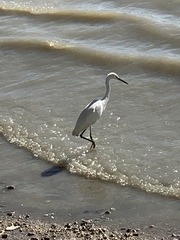 Egretta