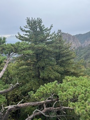 Pinus koraiensis