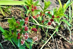 Acalypha