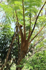 Sphaeropteris lepifera