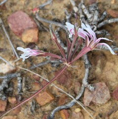 Pelargonium undulatum