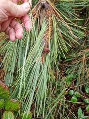 Pinus nigra