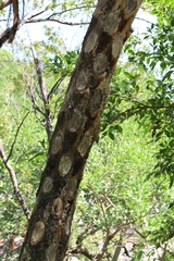 Sphaeropteris lepifera