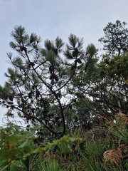 Pinus nigra