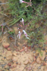 Pelargonium undulatum