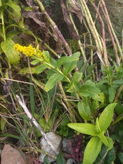 Solidago azorica