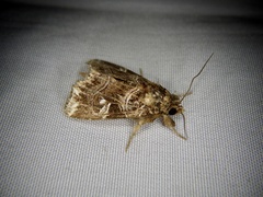 Callopistria japonibia