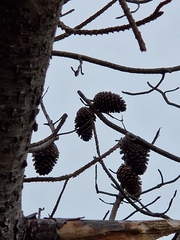 Pinus nigra