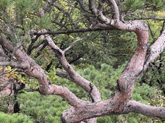 Pinus koraiensis