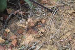 Pelargonium undulatum