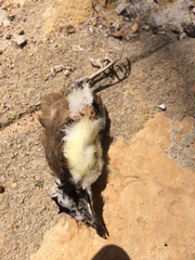 Pitangus sulphuratus