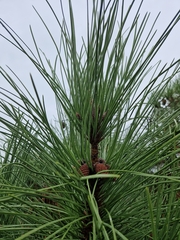 Pinus nigra
