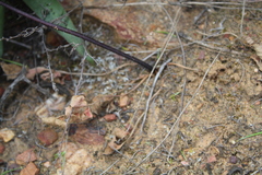 Pelargonium undulatum