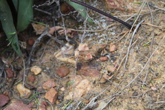 Pelargonium undulatum