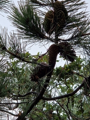 Pinus nigra