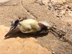 Pitangus sulphuratus