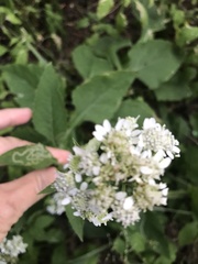 Verbesina microptera