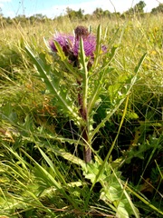 Cirsium acaule esculentum