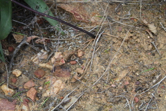 Pelargonium undulatum