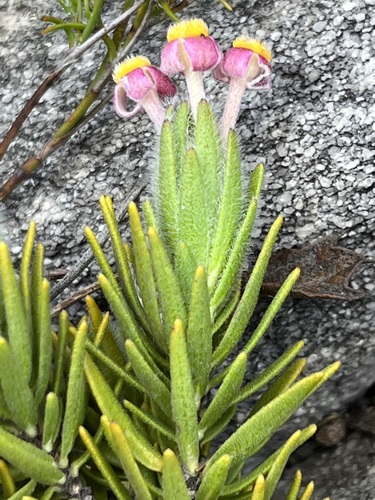 Image of Gnidia nana by (c) Charleen Brunke, some rights reserved (CC BY)