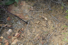 Pelargonium undulatum