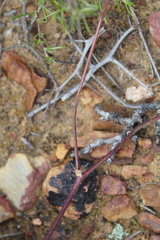 Pelargonium undulatum