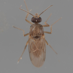 Ceratopogoninae