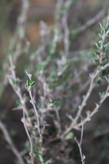Wahlenbergia cinerea