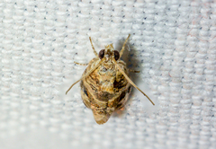 Lobesia botrana