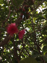 Syzygium