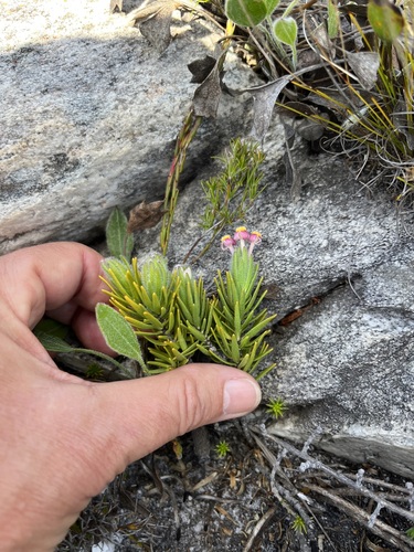 Image of Gnidia nana by (c) Charleen Brunke, some rights reserved (CC BY)