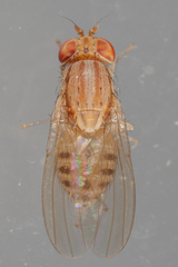 Drosophilinae