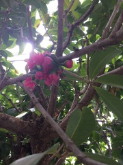 Syzygium