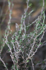 Wahlenbergia cinerea